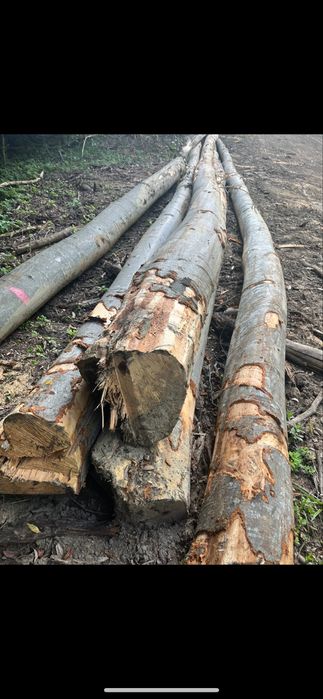 Vând lemne de foc fag, stejar