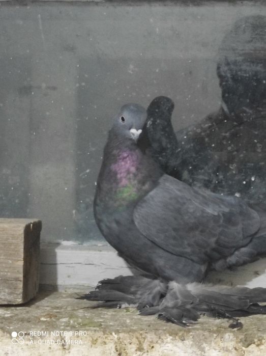 Продам голубей молодых
