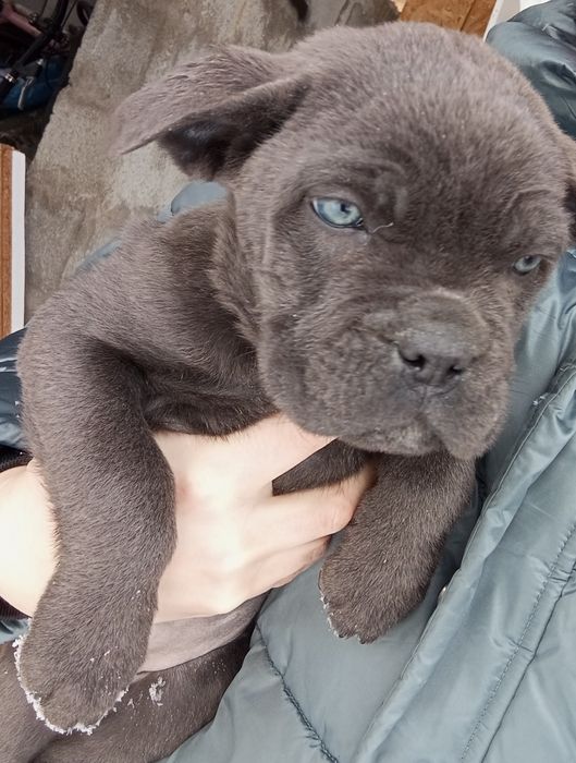 Голубой  Кане Корсо