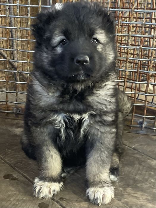 Щенки кавказской овчарки