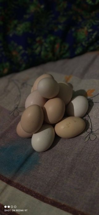 Яйца домашные для инкубации