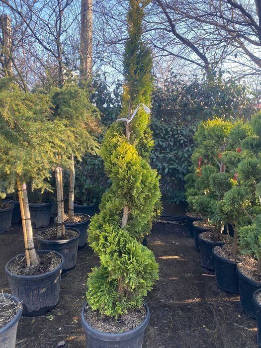 Echipă Profesională pentru Amenajări Grădini – Livrare și Montaj