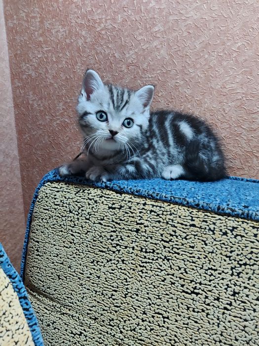 Продаю породистых котят