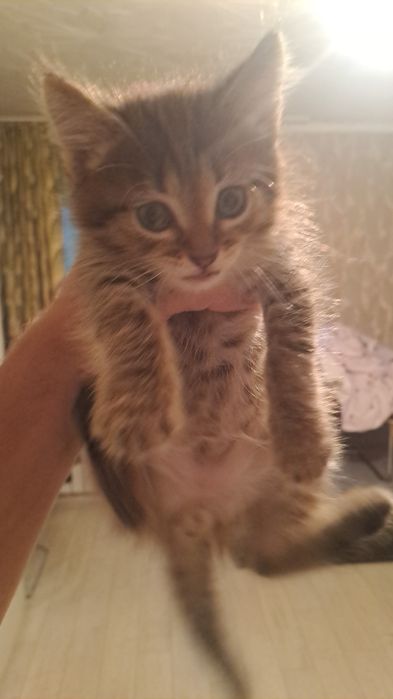 Отдам котят , 1 мальчик, 1 девочка,