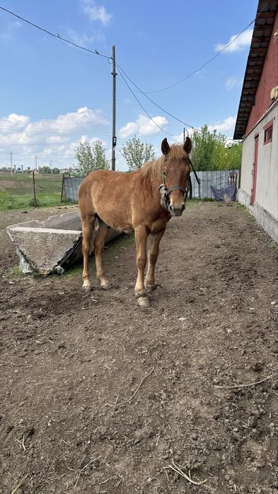 Продам Жеребец - тяж. Очень хороший
