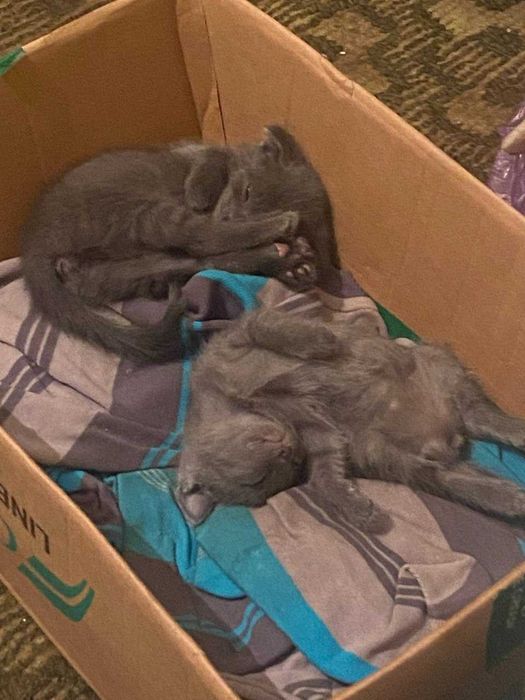 котята в добрые руки
