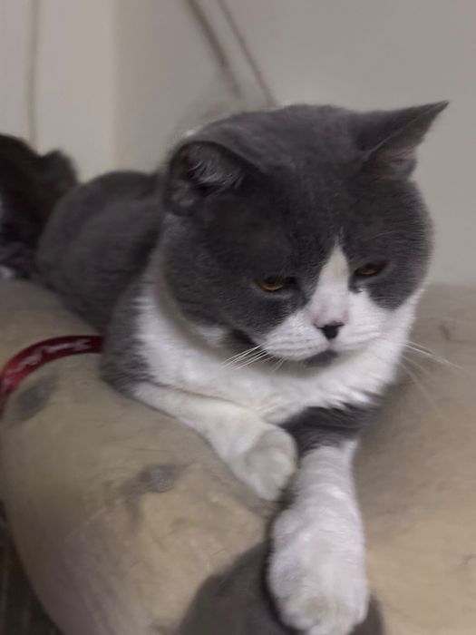 Pisică British Shorthair Bicolor – 3 ani