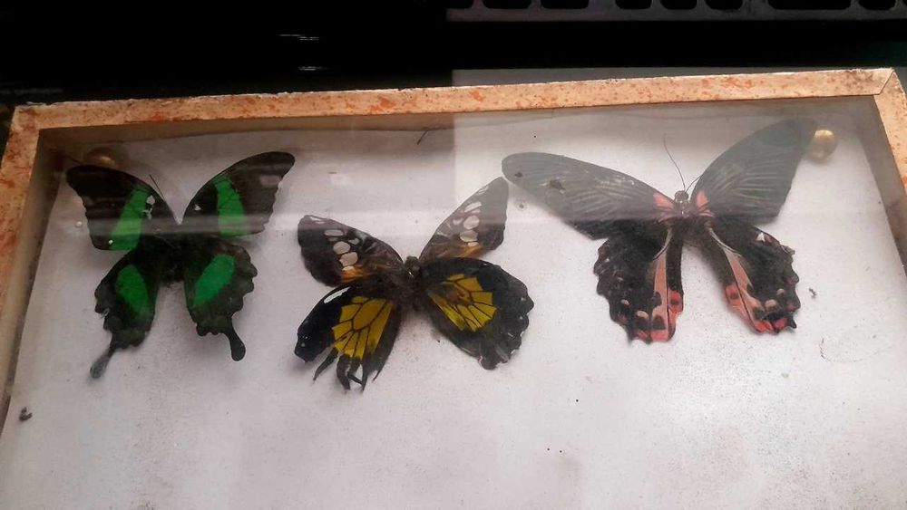Коллекция, Бабочки, Дорого!