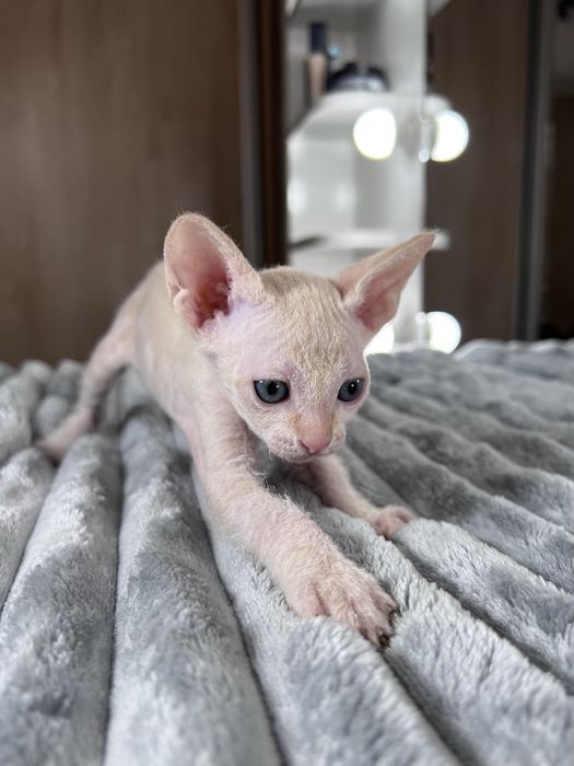 Продается котенок сфинкс