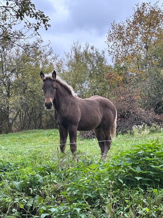 Vând iapă cu mânz