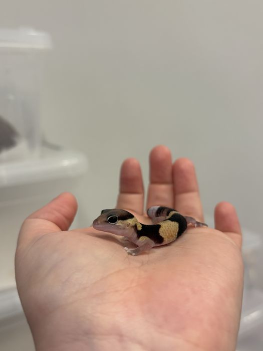 Малыш гемитеконикса