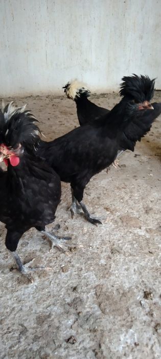 Продаются цыплята