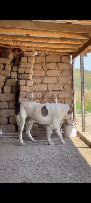 Алабай щенки продаётся