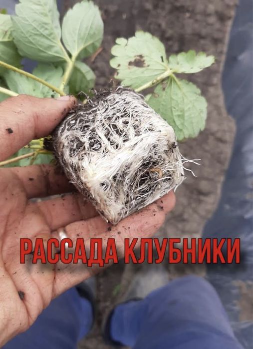 рассада клубники