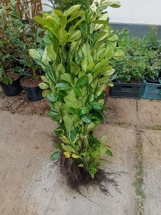 Vând  laur englezesc 90/100 cm