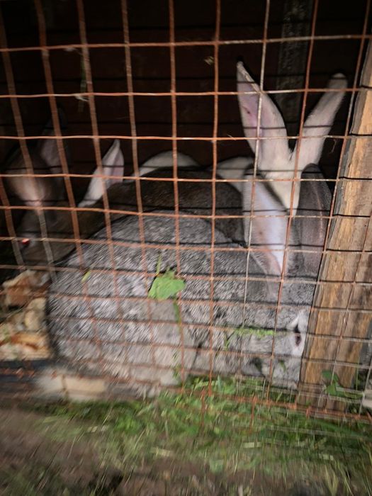 Кролики крольчат