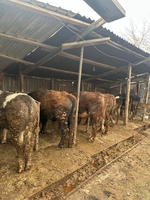 Срочно Продам Бычки Узынагаш