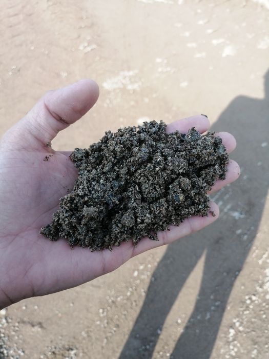 Klines Sheben Qum optom