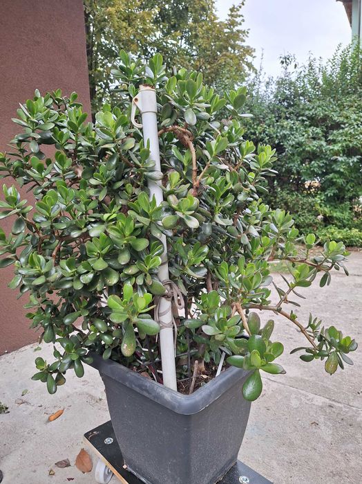 Продавам растение Дървото на живота