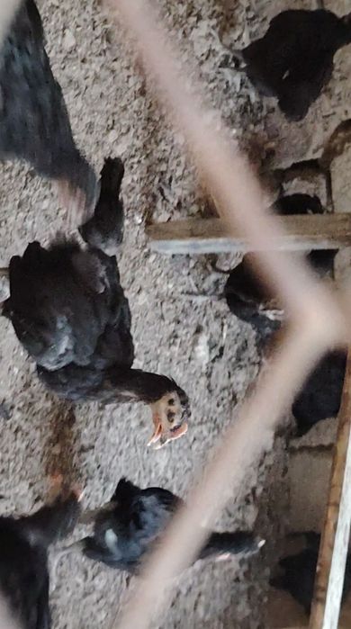 Qora shaxzoda xoroz tovuq joja