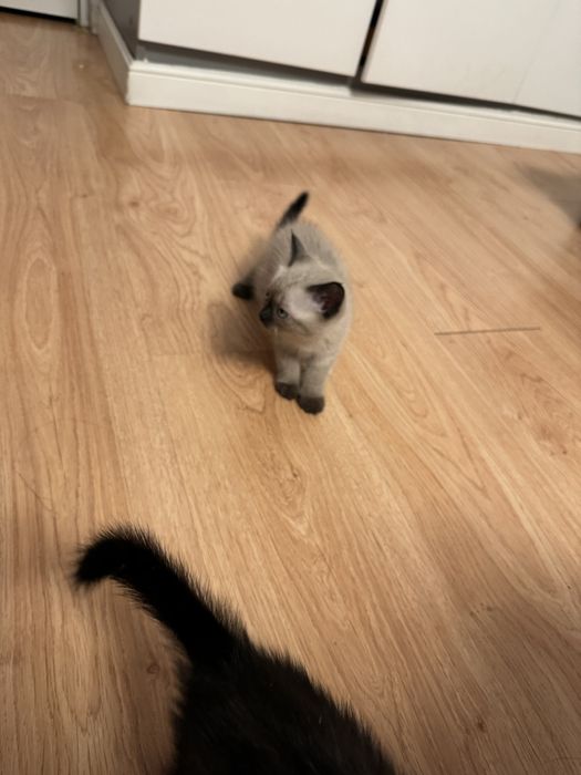 Отдам котят в хорошие руки