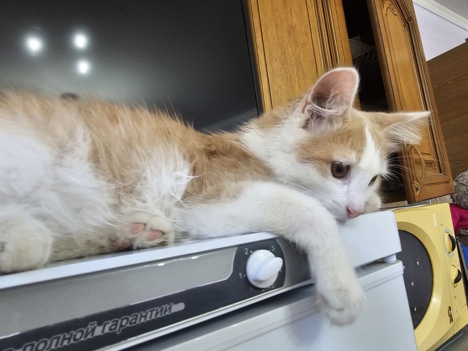 Котенок  мальчик)))