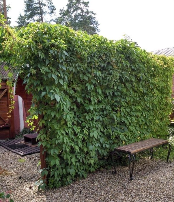 Девичий виноград