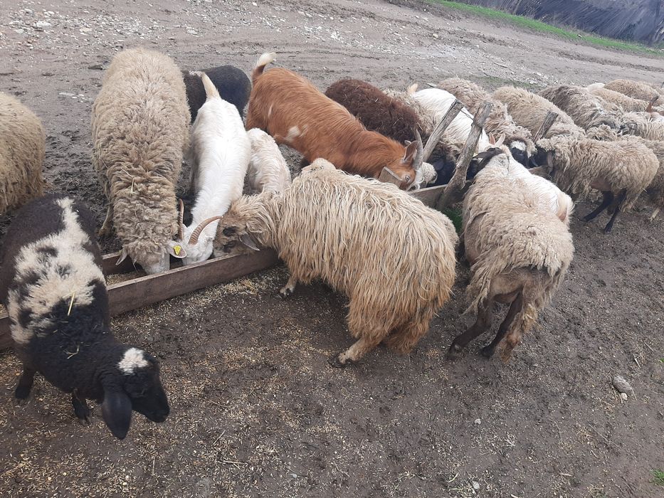 De vânzare oi si capre !