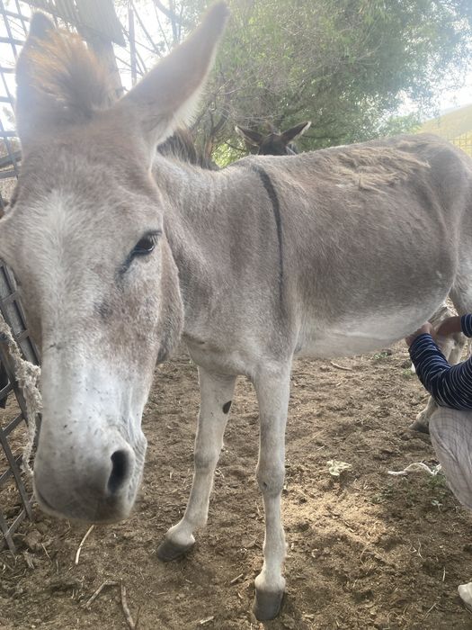 Молли Джейн порнода