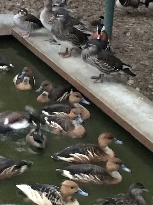 Rate exotice de vanzare