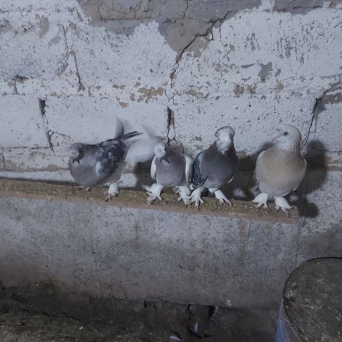 Такла насачуби двух чуби