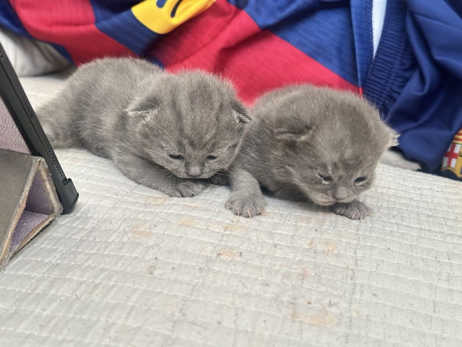 шотландские котята