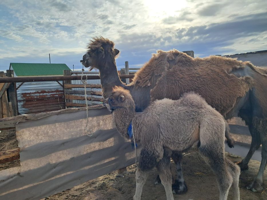 Боталы түйелер сатылады