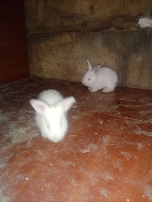 Кралята месячные прадам