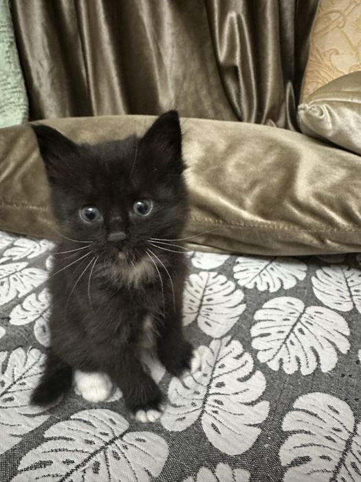 Продаются котята породистые