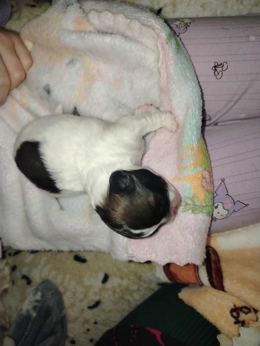 Щенки породы Пикинес