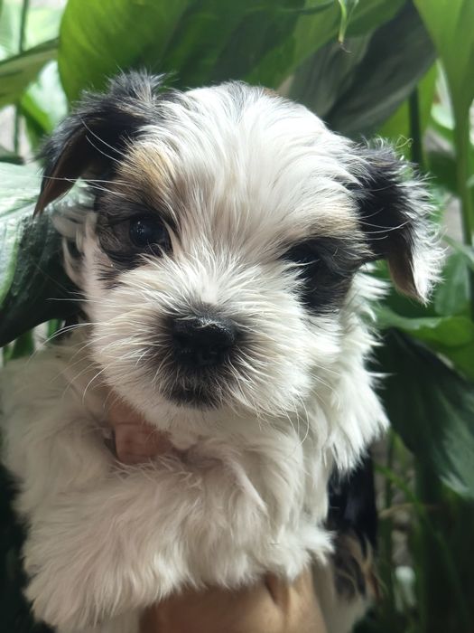 Малыши Бивер Йорка