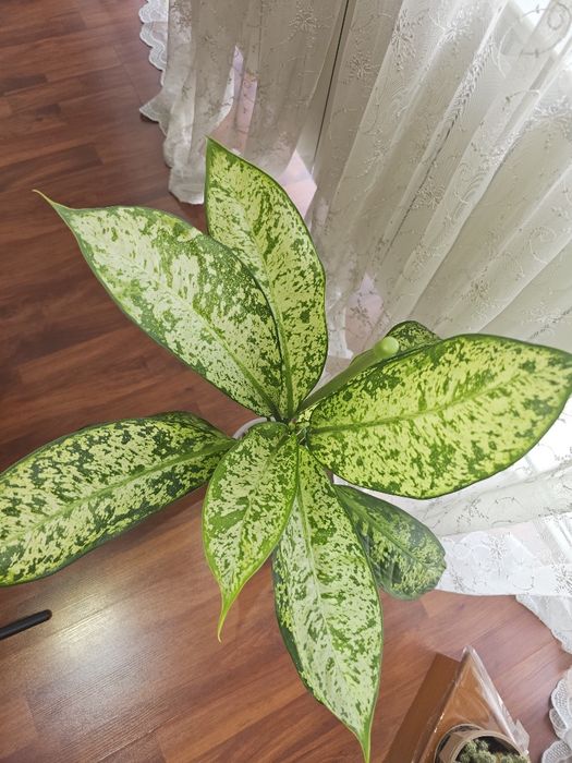 Сортовая диффенбахия Prea