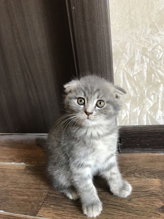 Отдаем котят в хорошие и любящие руки