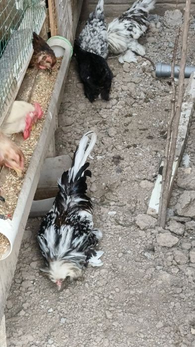 Tovuqla sotiladi narxirini telda gaplawamiz