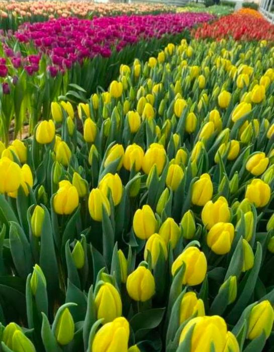 Тюльпаны оптом Алматы в городе есть склад