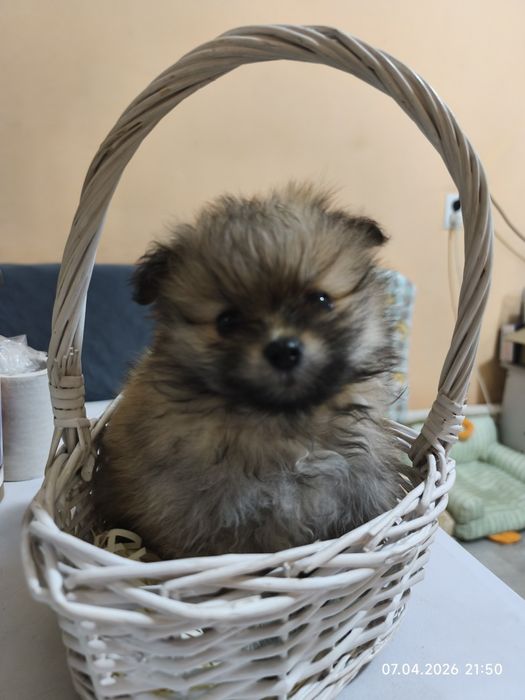 Продам щенков шпица