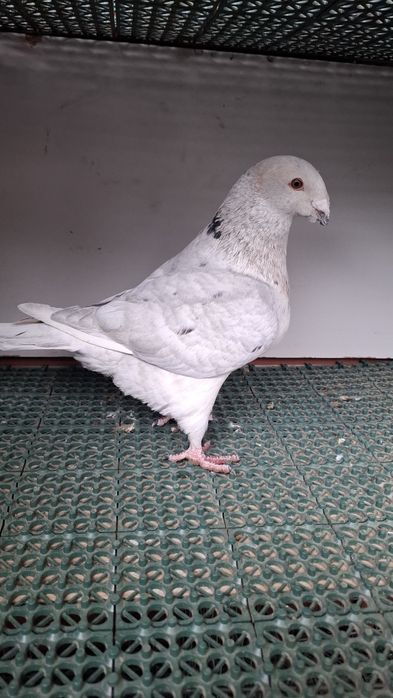 Porumbei americani