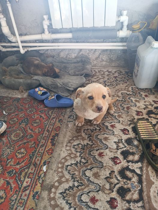 Верные друзья  помогите найти дом малышам