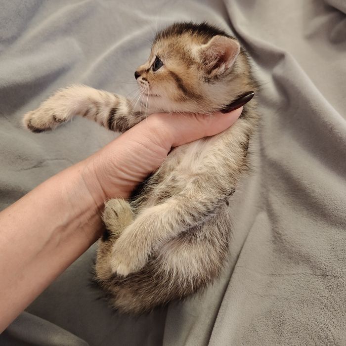 Чаузи котята дикий окрас