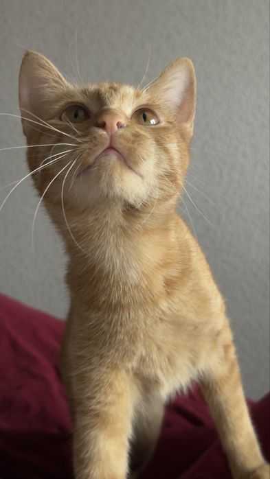 Кошка девочка стерилизована