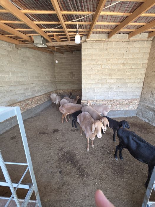 Арашан киргиз баран кучкар ва соликлар бор