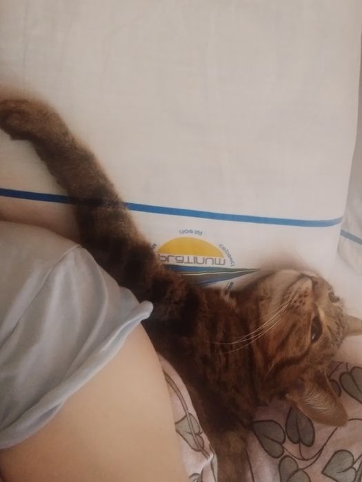 Срочно Ищу кошку