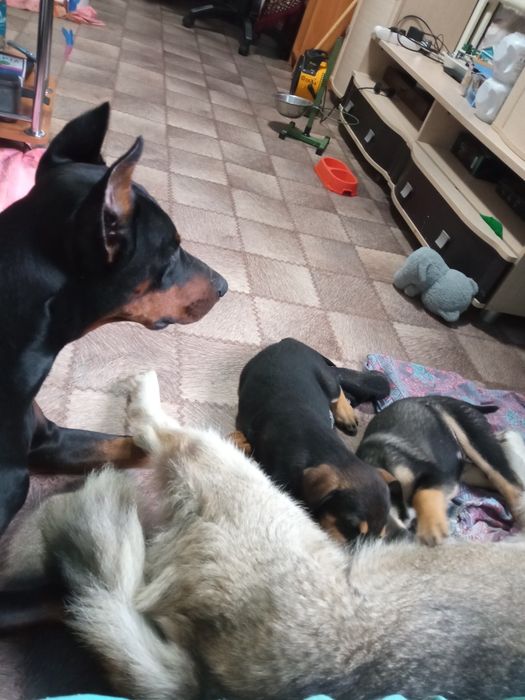 Отдам щенков в очень хорошие руки