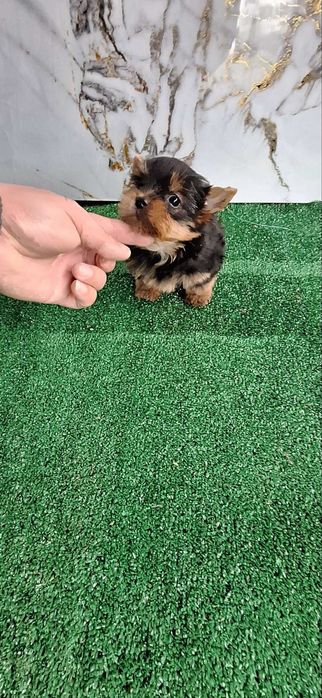 Йоркширски териер бебета